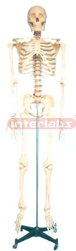 168 CM TALL, ADULT, MALE, BONECOLOUR, INFLEXIBLE SPINE, SKELETON WITH REMOVABLE IRON STAND.